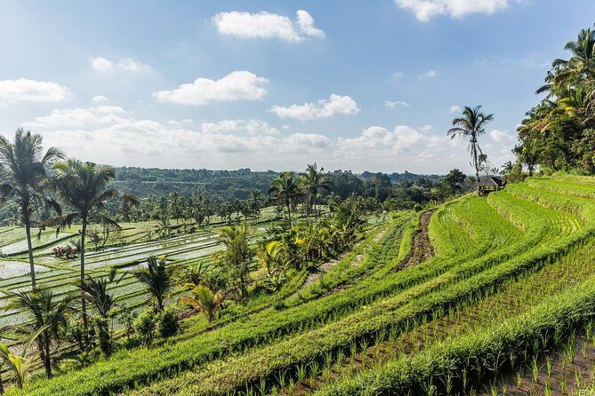West Bali Tour: Taman Ayun, Ulun Danu Beratan, Jatiluwih Rice Terrace, Tanah Lot - Candikuning Fruit Market: a quick taste of Bedugul life