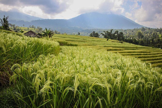 West Bali Tour: Taman Ayun, Ulun Danu Beratan, Jatiluwih Rice Terrace, Tanah Lot - Price and logistics: why $45 can be a smart buy here